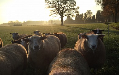 Schapen
